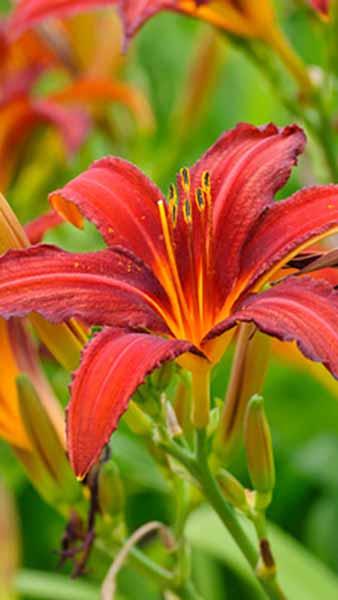 Hemerocallis Crimson Pirate. Daylily Crimson Pirate for sale online, UK delivery from our London plant centre.