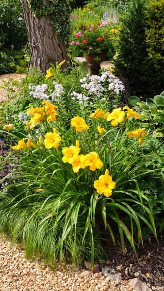 Daylily Stella de Oro