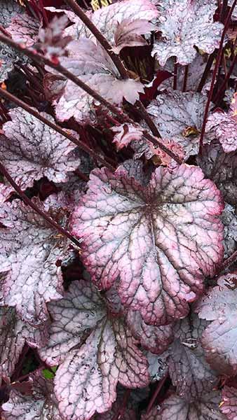 Heuchera Micrantha Palace Purple Coral Bells Perennials for sale online with UK delivery.