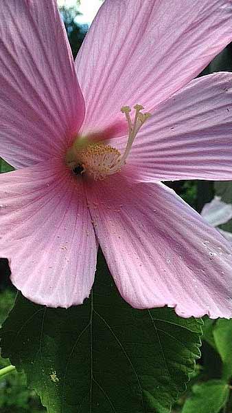 Hibiscus Moscheutos Rose Clair Rose Mallow Flowering Shrub