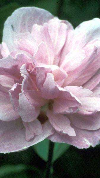 Hibiscus Syriacus Ardens, pink flowering Hibiscus, buy online UK