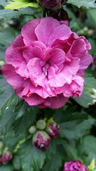 Hibiscus Syriacus Duc De Brabant for sale online UK