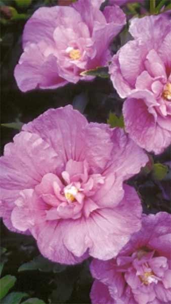 Hibiscus Syriacus Lavender Chiffon, producing double flowers of the deepest lavender purple colour - very beautiful Hibiscus for sale online UK