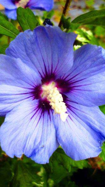 Hibiscus Syriacus Oiseau Bleu (Blue Bird) shrubs for sale at our Nursery in London. Buy online UK delivery