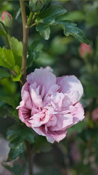 Very pretty pink flowering, Hibiscus Syriacus Pink Chiffon, double flower variety with darker pink veins, profuse flowering in summer, buy UK