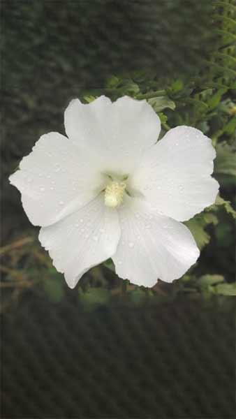 Hibiscus Syriacus William R Smith, white flowering rose mallow buy online with UK delivery.