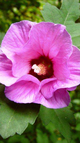 Hibiscus Syriacus Woodbridge, pink flowering Hibiscus to buy online UK