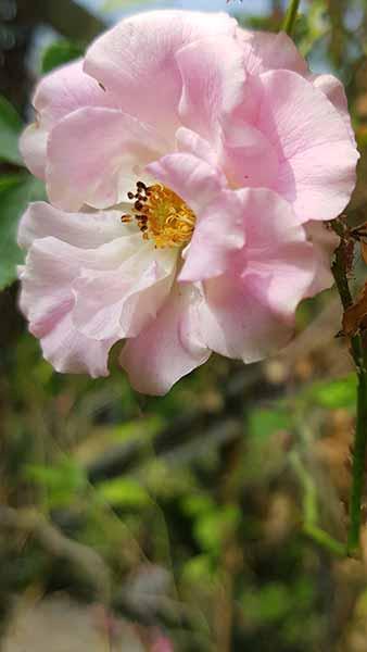 Rosa Pauls Himalayan Musk Rambler is a beauty, perhaps one of the best rambling roses, profuse fragrant flowers, a real stunner - buy UK.