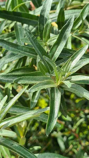 Male and Female Sea Buck Thorn plants - combination of 1 male (Pollmix) & 1 female (Leikora) in one container to ensure good crop of berries.