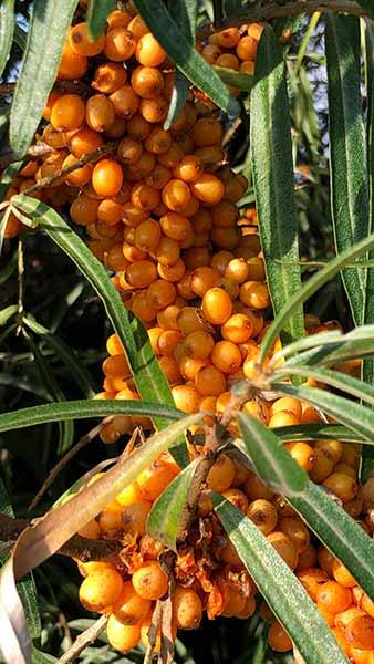 Hippophae Rhamnoides or Sea Buckthorn has beautiful orange berries, very decorative shrub, buy UK