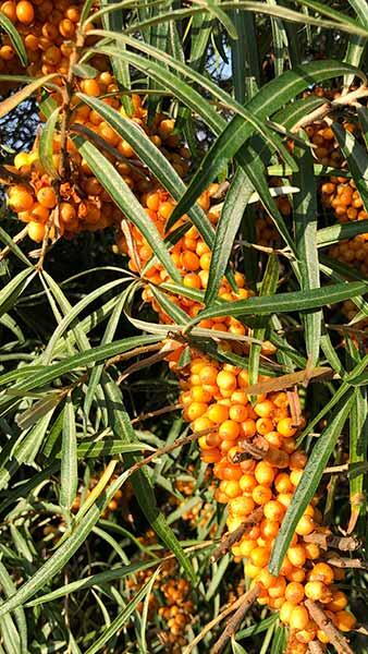 Sea Buckthorn Hergo is a female variety of Hippophae Rhamnoides