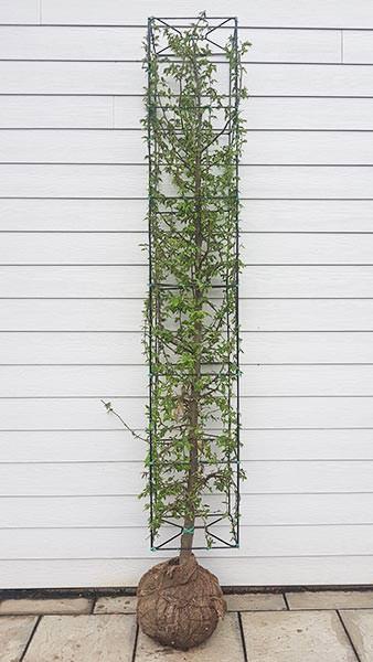 Hornbeam Topiary Columns or Carpinus Betulus Topiary Columns - unusual topiary columns that look stunning as they mature and fill out. In Cylindrical or cubed shapes
