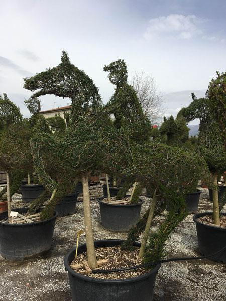 Horse jumping topiary - part of our equestrian topiary designs available to buy online with UK delivery.