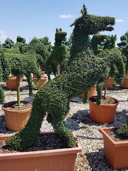 Topiary Horse prancing - equestrian topiary designs for sale online with UK delivery.