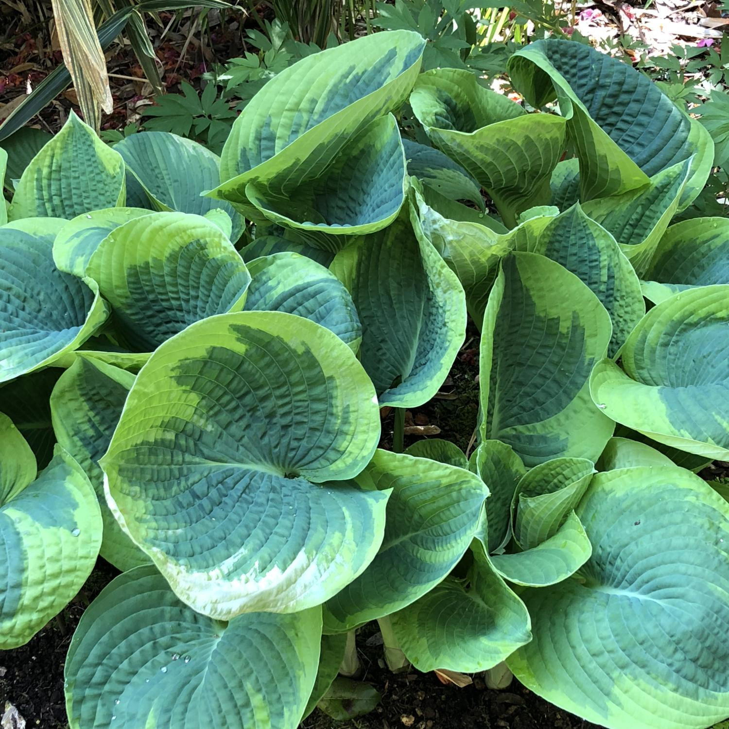 Hosta Plants Information hosta-plants-information