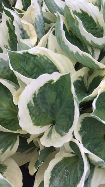Hosta Francee, variegated Hosta, green with white margins - lovely foliage plant for semi shady areas. Buy UK