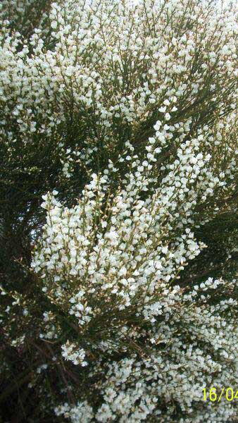 Cytisus X Praecox Albus or White Broom shrubs for sale at our London plant centre UK