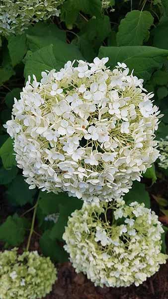 Hydrangea Arborescens Strong Annabelle Hardy Variety