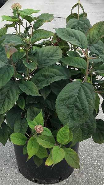 Hydrangea Arborescens Ruby Annabelle Dwarf Variety