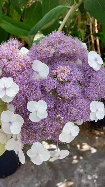 Hydrangea Aspera Macrophylla