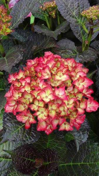 Hydrangea Macrophylla Dark Angel variety, pink flowers and bronze leaves for sale London UK