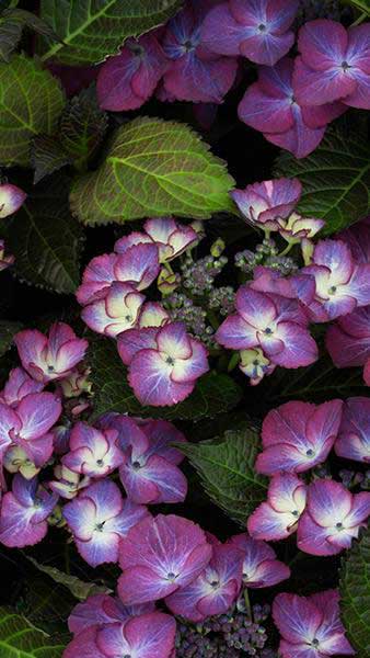 Hydrangea Macrophylla Dark Angel Purple Buy Online UK