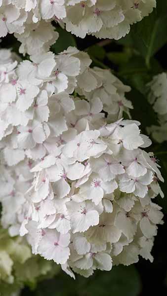 Hydrangea Madame Emile Mouillere White Flowering Variety