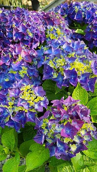 Hydrangea Macrophylla Music Blue Boogie Woogie