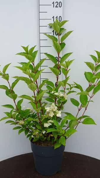 Image of Hydrangea Dharuma Plant in Pot