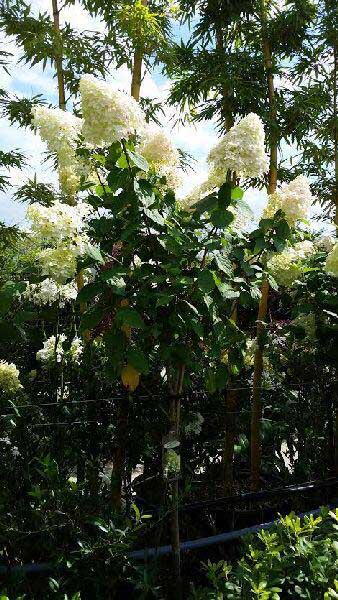 hydrangea paniculata tree