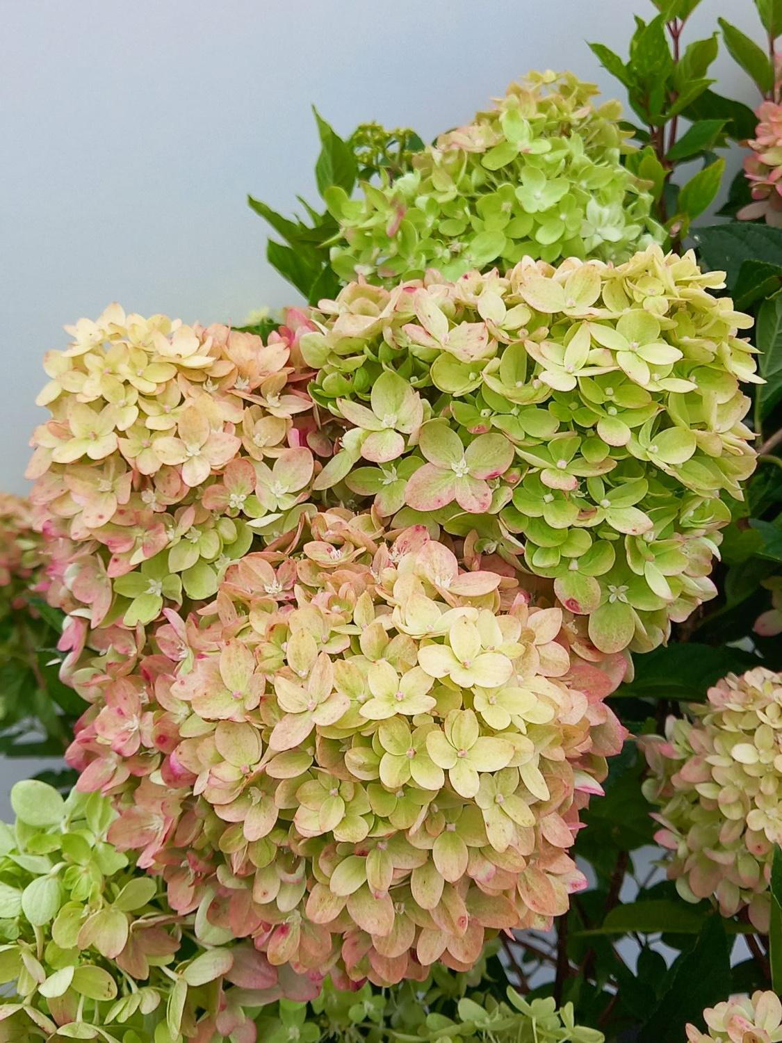 Little Lime Hydrangea In Planter Limelight And Little Lime Little Lime Hydrangea In Planter Limelight And Little Lime
