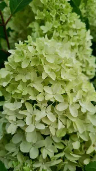 Hydrangea Skyfall