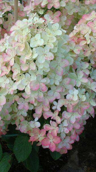 Hydrangea Tree Form - Hydrangea Paniculata Vanille Fraise Half Standard for sale online UK