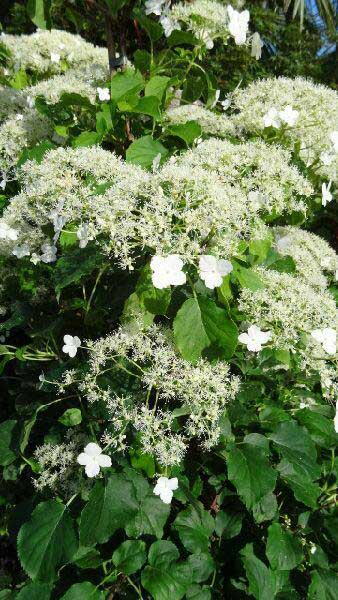 Hydrangea Petiolaris known as the climbing Hydrangea, available to buy online UK