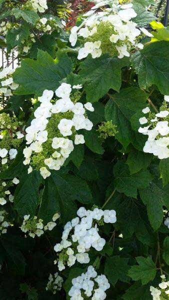 Hydrangea Quercifolia, Oak Leaved Hydrangea for sale online at our London plant centre, UK