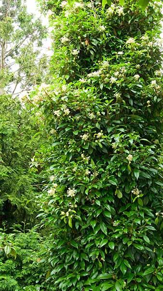 Hydrangea Seemannii Evergreen Climbing Hydragea