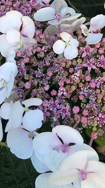 Hydrangea Serrata Summer Glow Dwarf Shrub