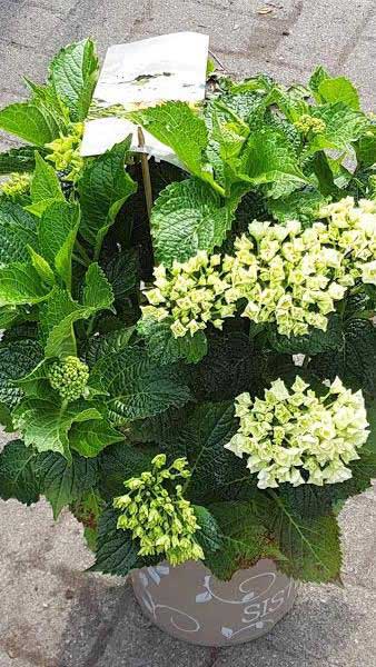 Hydrangea Macrophylla Three Sisters - a new variety of Hydrangea with 3 different coloured blooms on each plant.