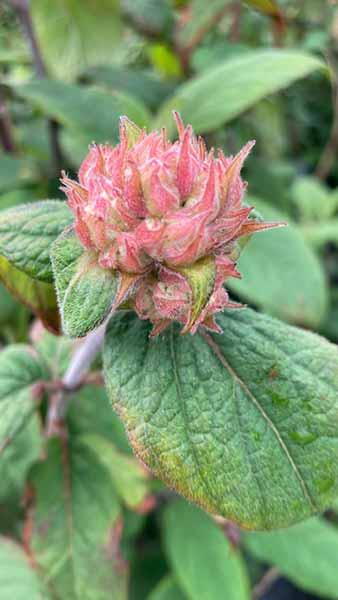 Hydrangea Aspera Anthony Bullivant 