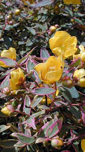 Hypericum Moserianum Tricolor St Johns Wort Dwarf Shrub