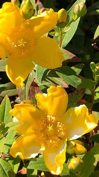 Hypericum Radiance St Johns Wort