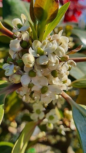 Ilex Altaclerensis Camelliifolia