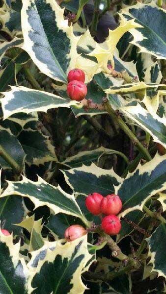 Ilex Aquifolium Argentea Marginata at our London garden centre, buy online for UK delivery