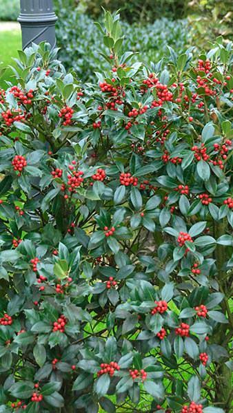 Ilex Aquifolium JC van Tol Holly is a self-pollinating holly with dark, shining green leaves and large regular crops of bright red fruit. 