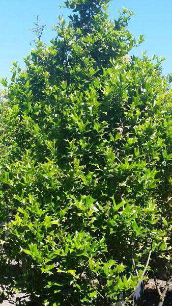 Ilex Aquifolium, Evergreen Shrubs Specialists, London Plant Centre, Crews Hill, Enfield 