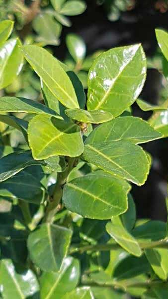 Japanese Holly Green Lustre Shrubs, good quality plants for sale online with UK delivery.