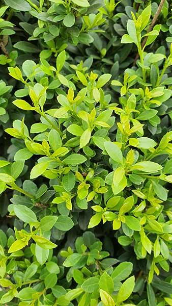 Ilex crenata Blondie Japanese Holly Blondie. Box Alternative for sale online with UK and Ireland delivery.