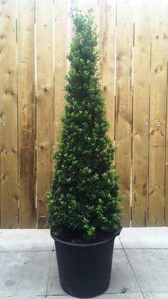 Ilex Crenata cone plants at our London garden centre, UK