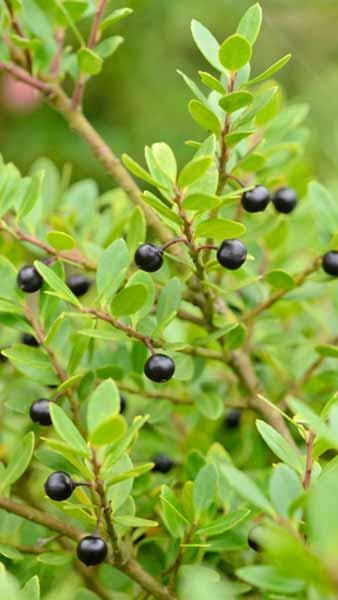 Ilex Crenata Fastigiata Japanese Holly, Evergreen Upright Shrub