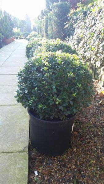 Ilex Crenata Balls to buy online from Topiary specialist nursery, London UK